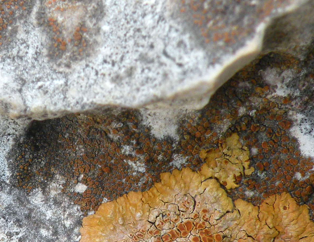 Caloplaca crenularia sensu lato?